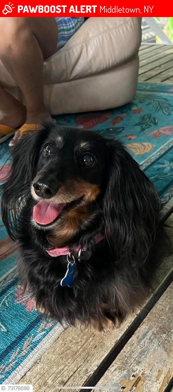 Lost Female Dog last seen Adams ave, Middletown, NY 10940
