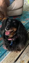 Lost Female Dog last seen Adams ave, Middletown, NY 10940