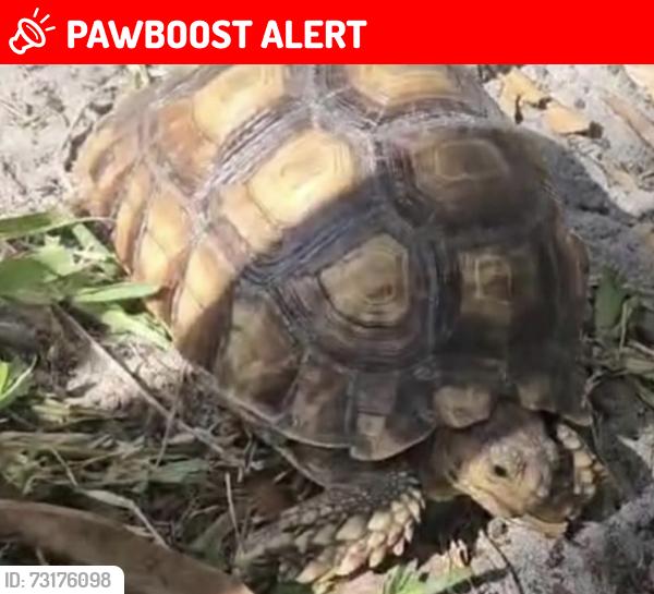 Lost Female Reptile last seen Near Oak St, West Palm Beach, FL 33405