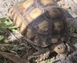Lost Female Reptile last seen Near Oak St, West Palm Beach, FL 33405