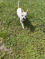 Found/Stray Male Dog last seen Johnson and 72 Avenue, Hollywood, Florida, Hollywood, FL 33024