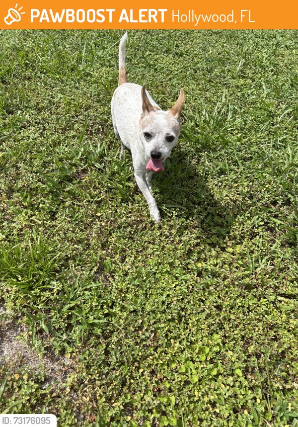 Found/Stray Male Dog last seen Johnson and 72 Avenue, Hollywood, Florida, Hollywood, FL 33024
