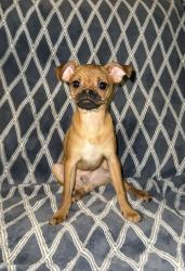 Found/Stray Male Dog last seen Fig garden loop, Fresno, CA 93711