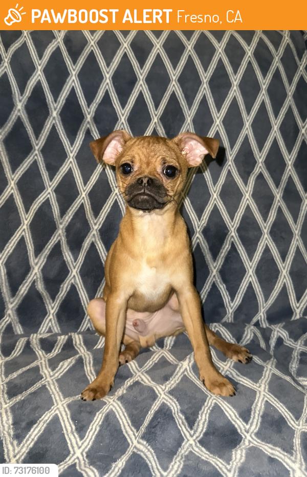 Found/Stray Male Dog last seen Fig garden loop, Fresno, CA 93711