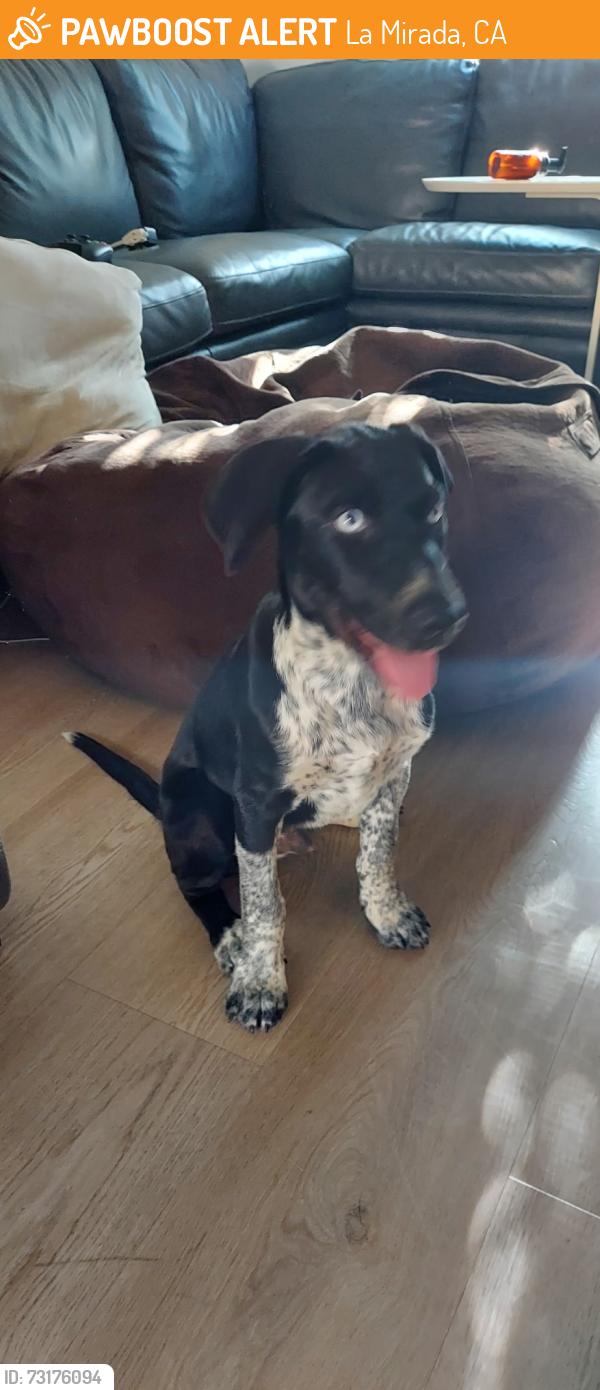 Found/Stray Unknown Dog last seen La Mirada near Windermere park, La Mirada, CA 90638