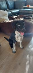 Found/Stray Unknown Dog last seen La Mirada near Windermere park, La Mirada, CA 90638
