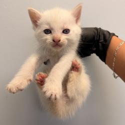 Shelter Stray Male Cat last seen 52nd Street, San Diego, CA, 92115, 5500 Gaines St, San Diego, CA 92110, USA