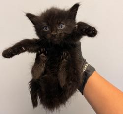 Shelter Stray Female Cat last seen 52nd Street, San Diego, CA, 92115, 5500 Gaines St, San Diego, CA 92110, USA