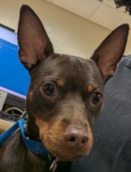 Shelter Stray Male Dog last seen mission Gorge Road, San Diego, CA, 92120, 5500 Gaines St, San Diego, CA 92110, USA