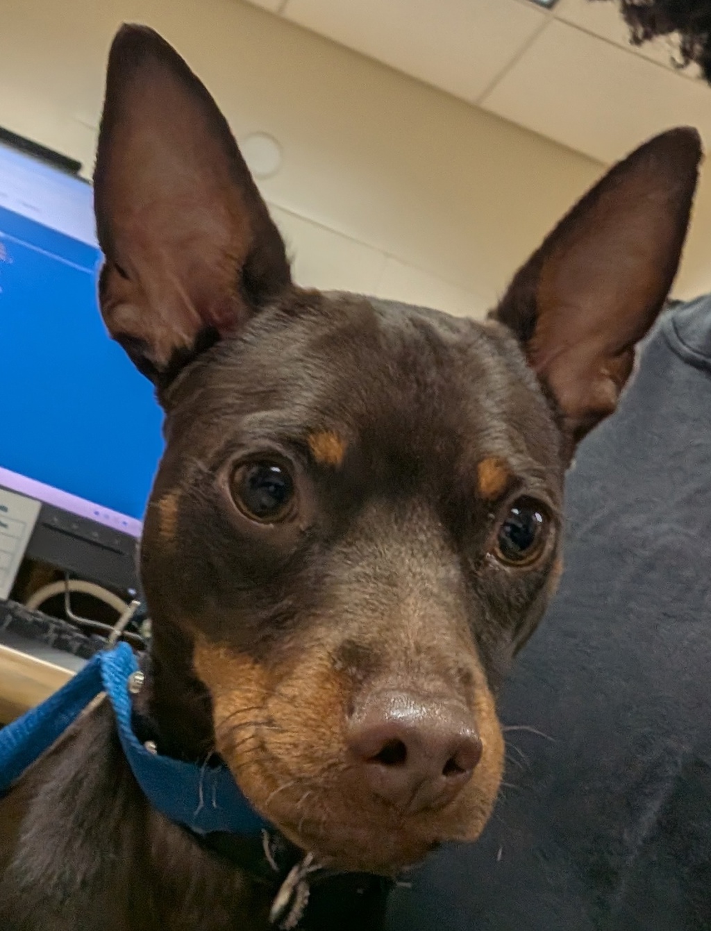 Shelter Stray Male Dog last seen mission Gorge Road, San Diego, CA, 92120, 5500 Gaines St, San Diego, CA 92110, USA