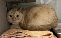 Shelter Stray Male Cat last seen Apt 133,820 W 200 S, SALT LAKE CITY, UT, 84104, 511 W 3900 S, Salt Lake City, UT 84123, USA
