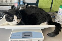 Shelter Stray Male Cat last seen Apt 133,820 W 200 S, SALT LAKE CITY, UT, 84104, 511 W 3900 S, Salt Lake City, UT 84123, USA