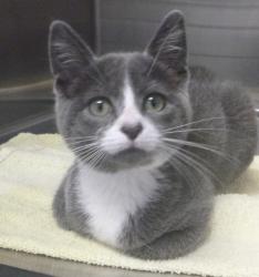 Shelter Stray Female Cat last seen Near W Pinhook Road, LAFAYETTE, LA, 70506, 410 Dugas Rd, Lafayette, LA 70507, USA