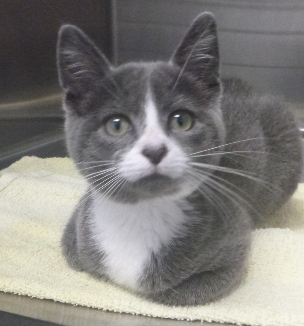 Shelter Stray Female Cat last seen Near W Pinhook Road, LAFAYETTE, LA, 70506, 410 Dugas Rd, Lafayette, LA 70507, USA