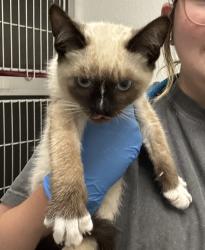 Shelter Stray Male Cat last seen Thorpe Road NE, Poulsbo, WA, 98370, 9167 Dickey Rd NW, Silverdale, WA 98383, USA