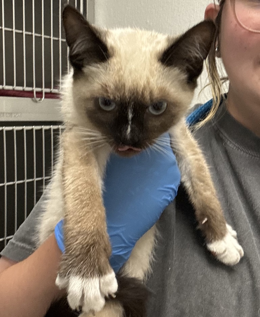 Shelter Stray Male Cat last seen Thorpe Road NE, Poulsbo, WA, 98370, 9167 Dickey Rd NW, Silverdale, WA 98383, USA