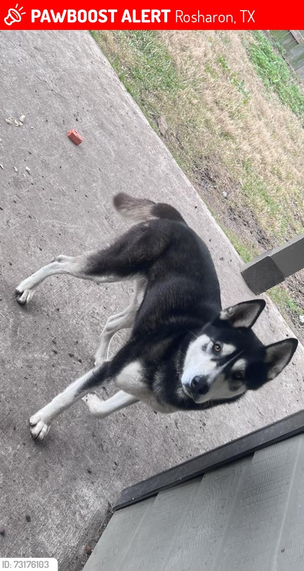 Lost Male Dog last seen Near Caldwell Community & Juliff Manvel road, Rosharon, TX 77583