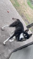 Lost Male Dog last seen Near Caldwell Community & Juliff Manvel road, Rosharon, TX 77583