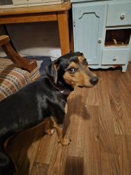 Lost Female Dog last seen Harry and Clifton, Wichita, KS 67218