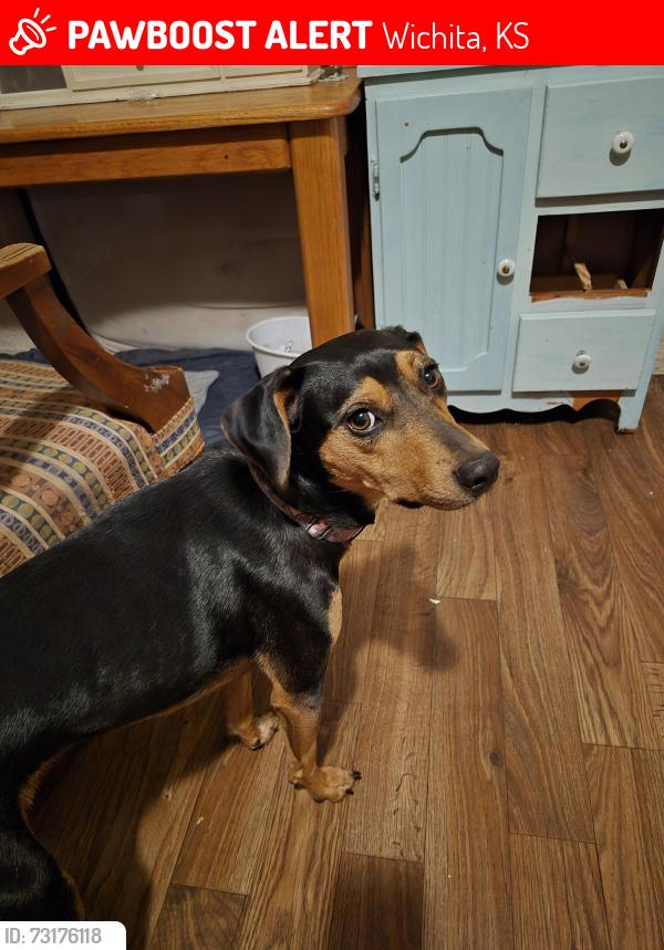 Lost Female Dog last seen Harry and Clifton, Wichita, KS 67218