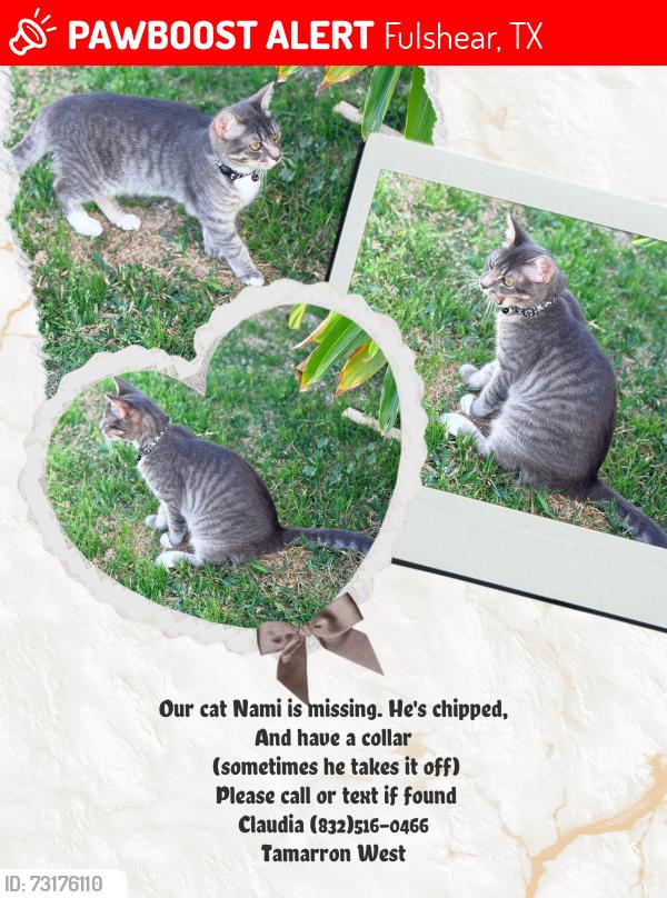 Lost Male Cat last seen Tamarron parkway and Tamarron pt., Fulshear, TX 77423