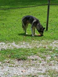 Found/Stray Male Dog last seen emmons rd, Kanawha County, WV 25309