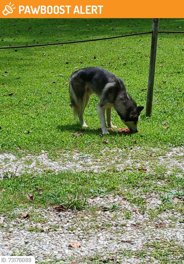 Found/Stray Male Dog last seen emmons rd, Kanawha County, WV 25309