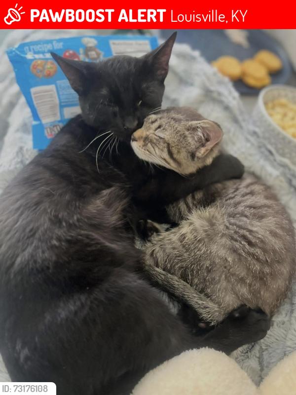 Lost Male Cat last seen Louisville memorial gardens, Louisville, KY 40245