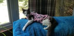 Lost Female Cat last seen corner of North Main St and Maple St. in Terryville, Plymouth, CT 06786