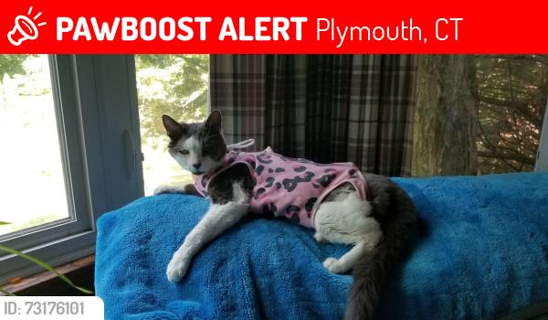 Lost Female Cat last seen corner of North Main St and Maple St. in Terryville, Plymouth, CT 06786