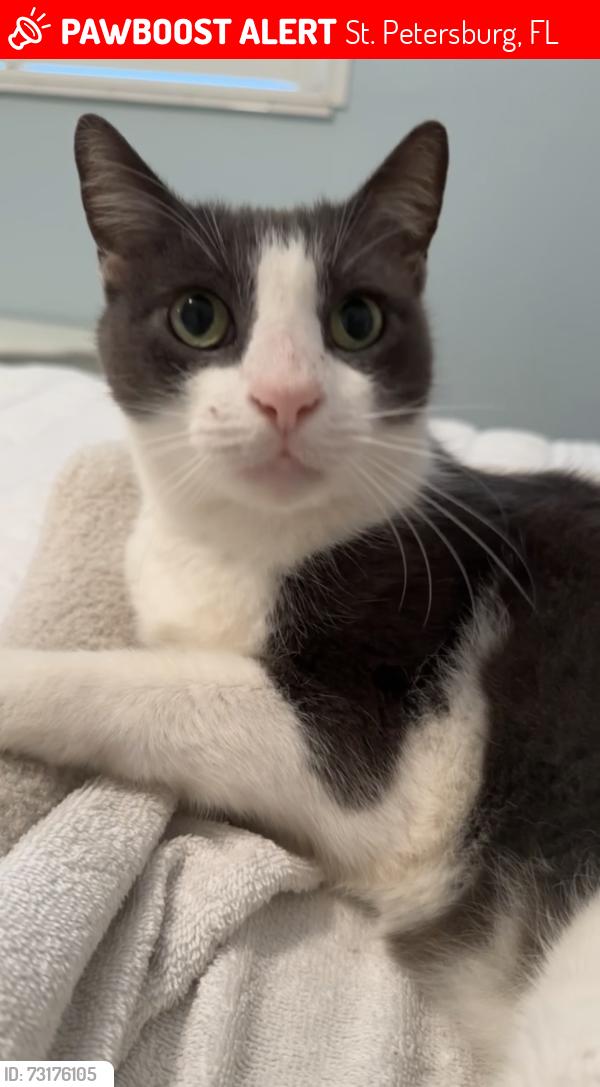 Lost Male Cat last seen 45th ave n and 5th st n, St. Petersburg, FL 33703