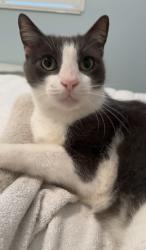 Lost Male Cat last seen 45th ave n and 5th st n, St. Petersburg, FL 33703
