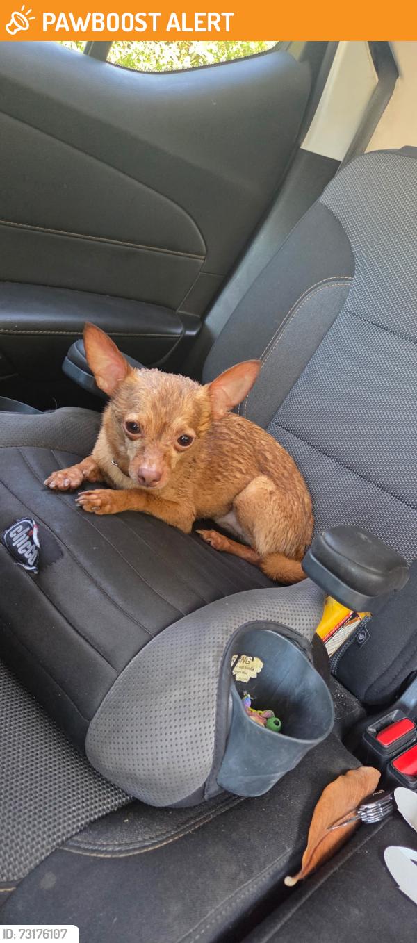Found/Stray Unknown Dog last seen West and Hacienda, La Habra Heights, CA 90631