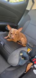 Found/Stray Unknown Dog last seen West and Hacienda, La Habra Heights, CA 90631