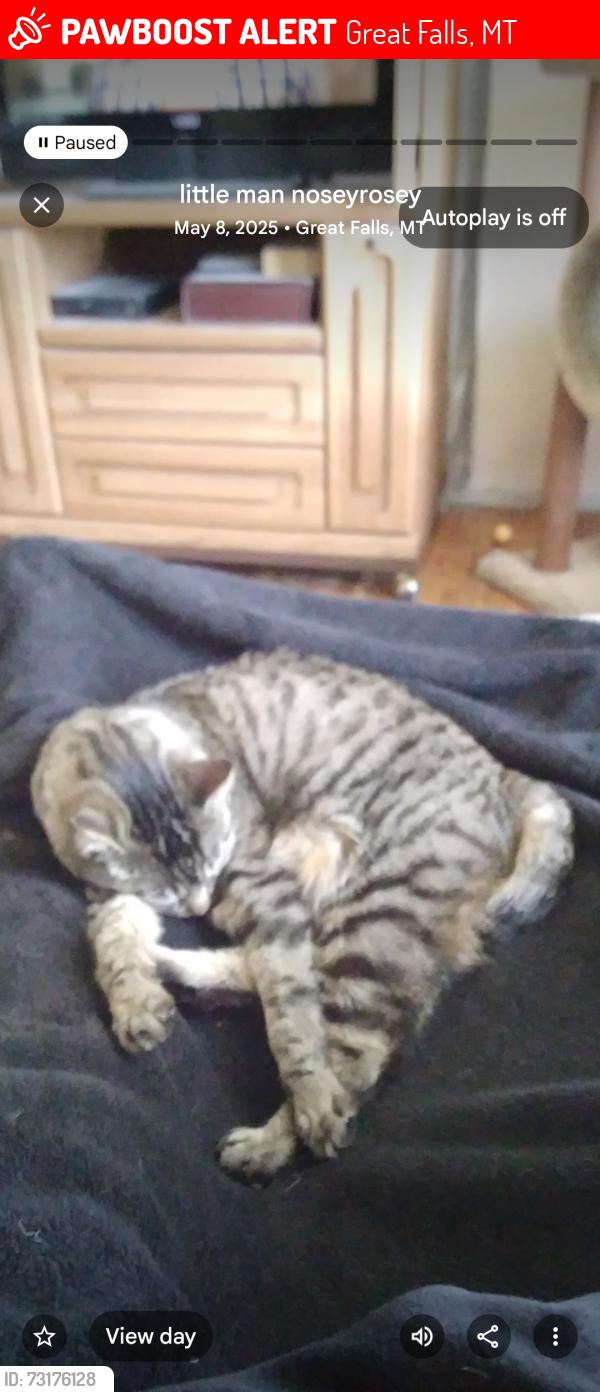 Lost Male Cat last seen Flower farm, Great Falls, MT 59404