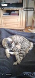 Lost Male Cat last seen Flower farm, Great Falls, MT 59404