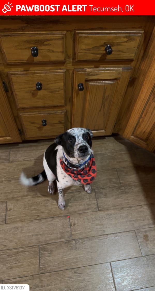 Lost Male Dog last seen Pecan Billage Park, Tecumseh, OK 74873