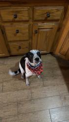 Lost Male Dog last seen Pecan Billage Park, Tecumseh, OK 74873