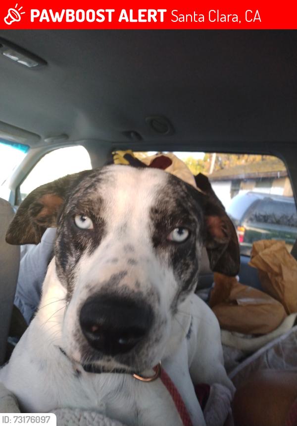 Lost Male Dog last seen Asbury and Coleman Columbus Park, Santa Clara, CA 95051