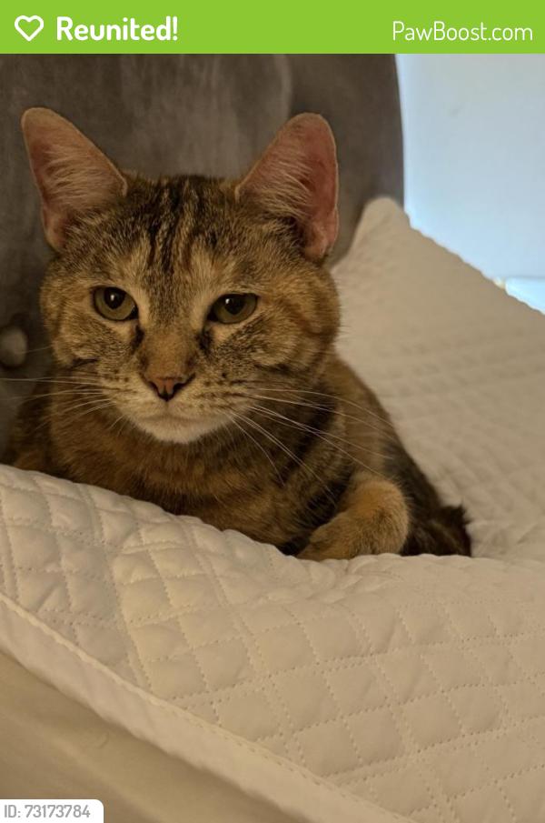 Reunited Female Cat last seen Near West Alabama Street, Houston, TX 77027