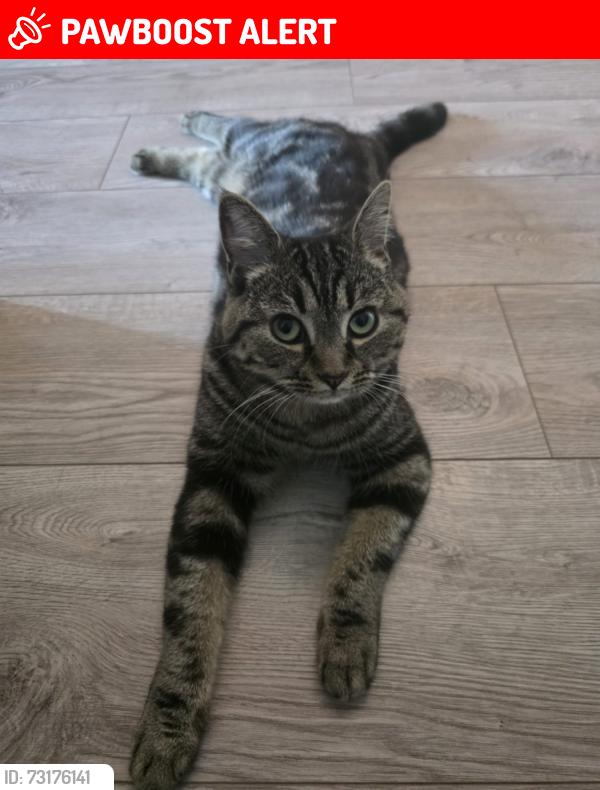 Lost Female Cat last seen Reddish, Greater Manchester, England SK5 6HY
