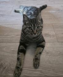 Lost Female Cat last seen Reddish, Greater Manchester, England SK5 6HY