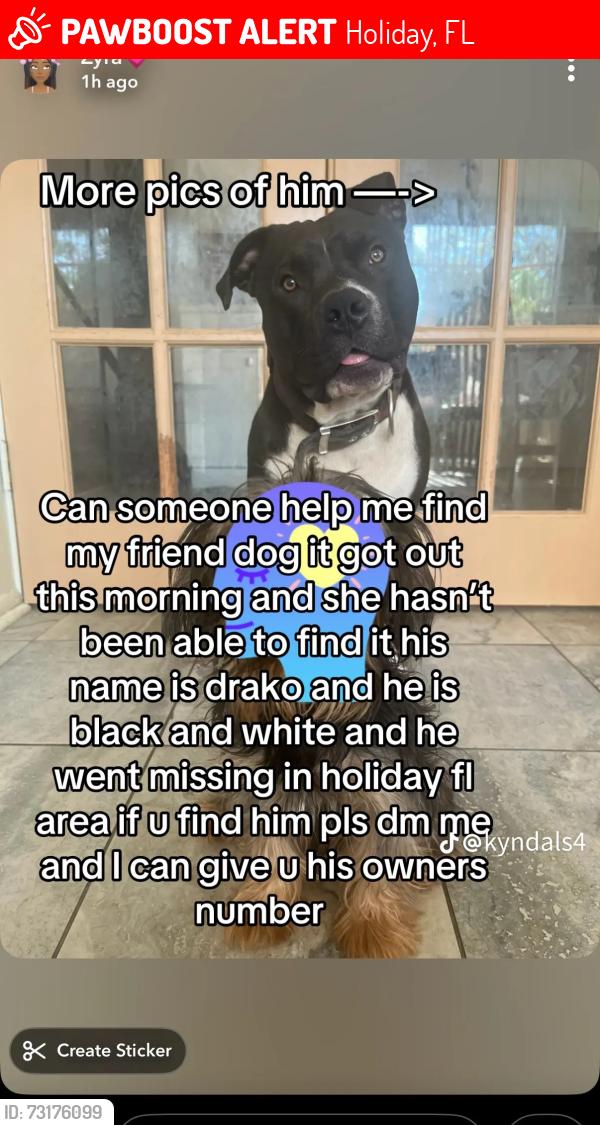 Lost Male Dog last seen Dartmouth dr, Holiday, FL 34691