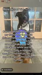 Lost Male Dog last seen Dartmouth dr, Holiday, FL 34691