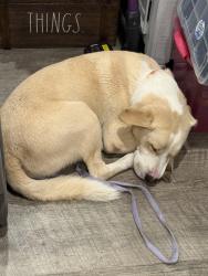 Found/Stray Male Dog last seen HWY 231 & Bear Creek, Panama City, FL 32401