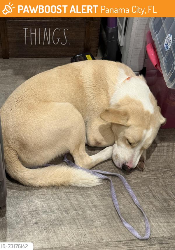 Found/Stray Male Dog last seen HWY 231 & Bear Creek, Panama City, FL 32401