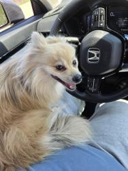 Reunited Female Dog last seen Fossil Creek Blvd & Buffalo Way, Haltom City, TX 76137