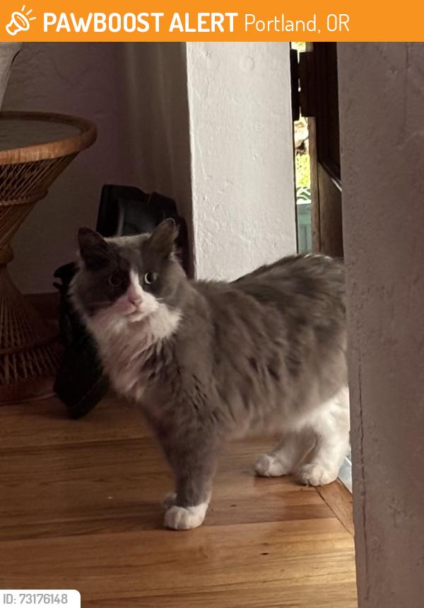 Found/Stray Unknown Cat last seen 66th and burnside, Portland, OR 97215