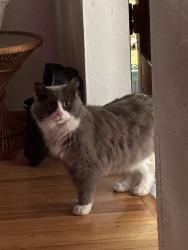 Found/Stray Unknown Cat last seen 66th and burnside, Portland, OR 97215