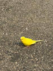 Found/Stray Female Bird last seen Near Springbank links, Calgary, AB T3Z 0A9